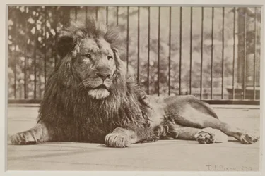 Lion en cage, 1879